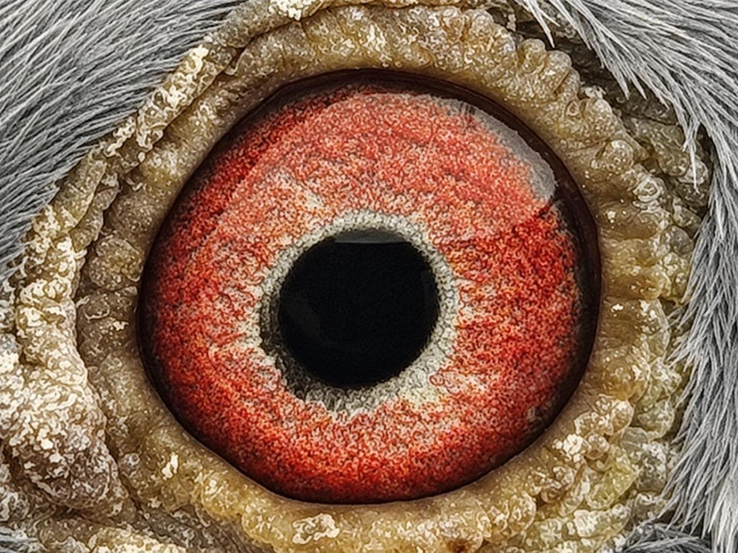 Pigeon eye